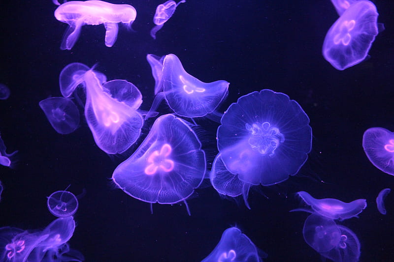jellyfish, glow, tentacle, dark, HD wallpaper