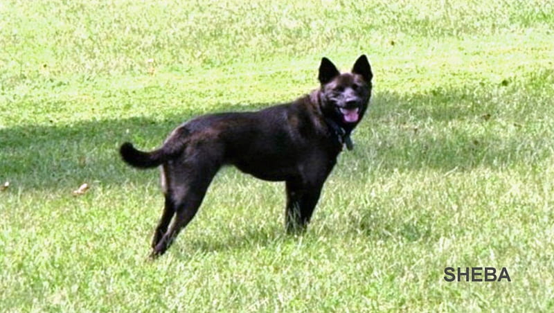 Sheba1, great guard dog, a friend and companion, HD wallpaper