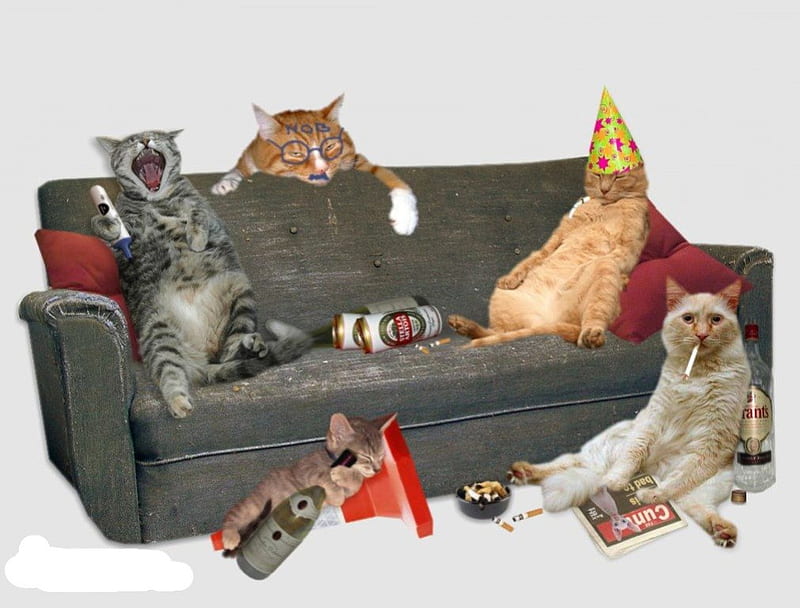 Party Animals, drinks, party hat, hat, entertainment, couch, party, funny, kitten, beer, sofa, cats, HD wallpaper