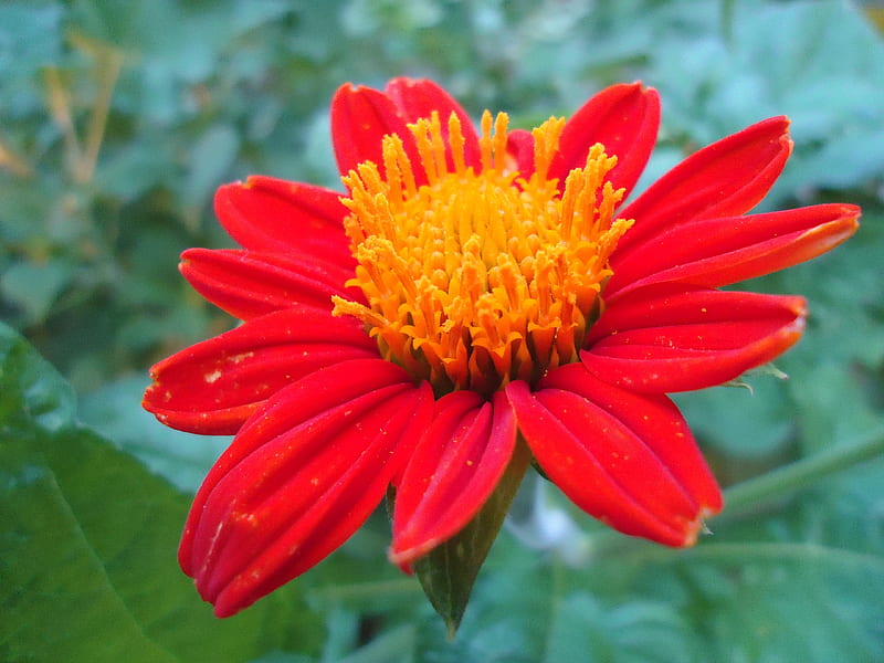 Red Flower, stigma flower, amazing flower, redish flower, HD wallpaper