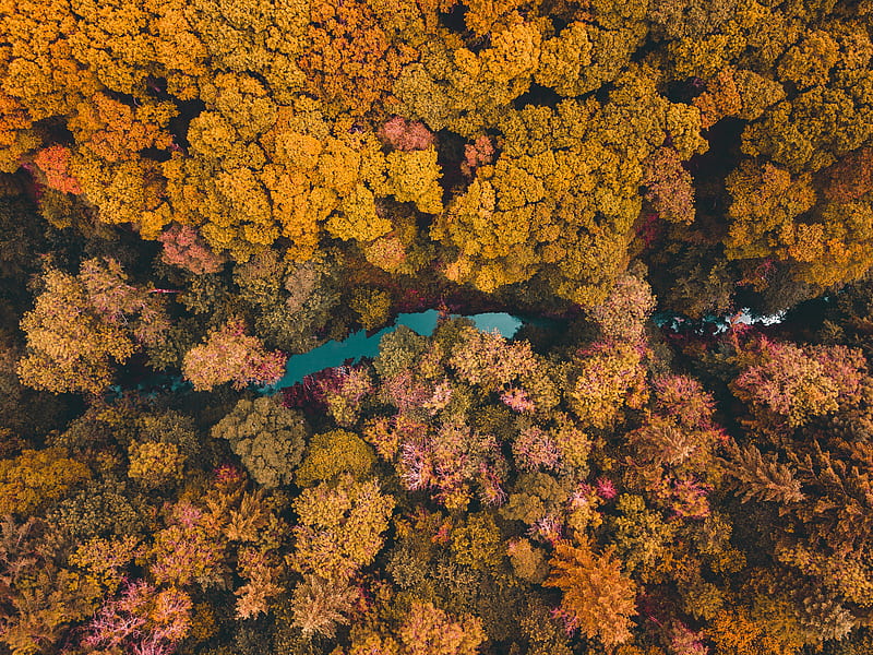 trees, aerial view, lake, forest, HD wallpaper