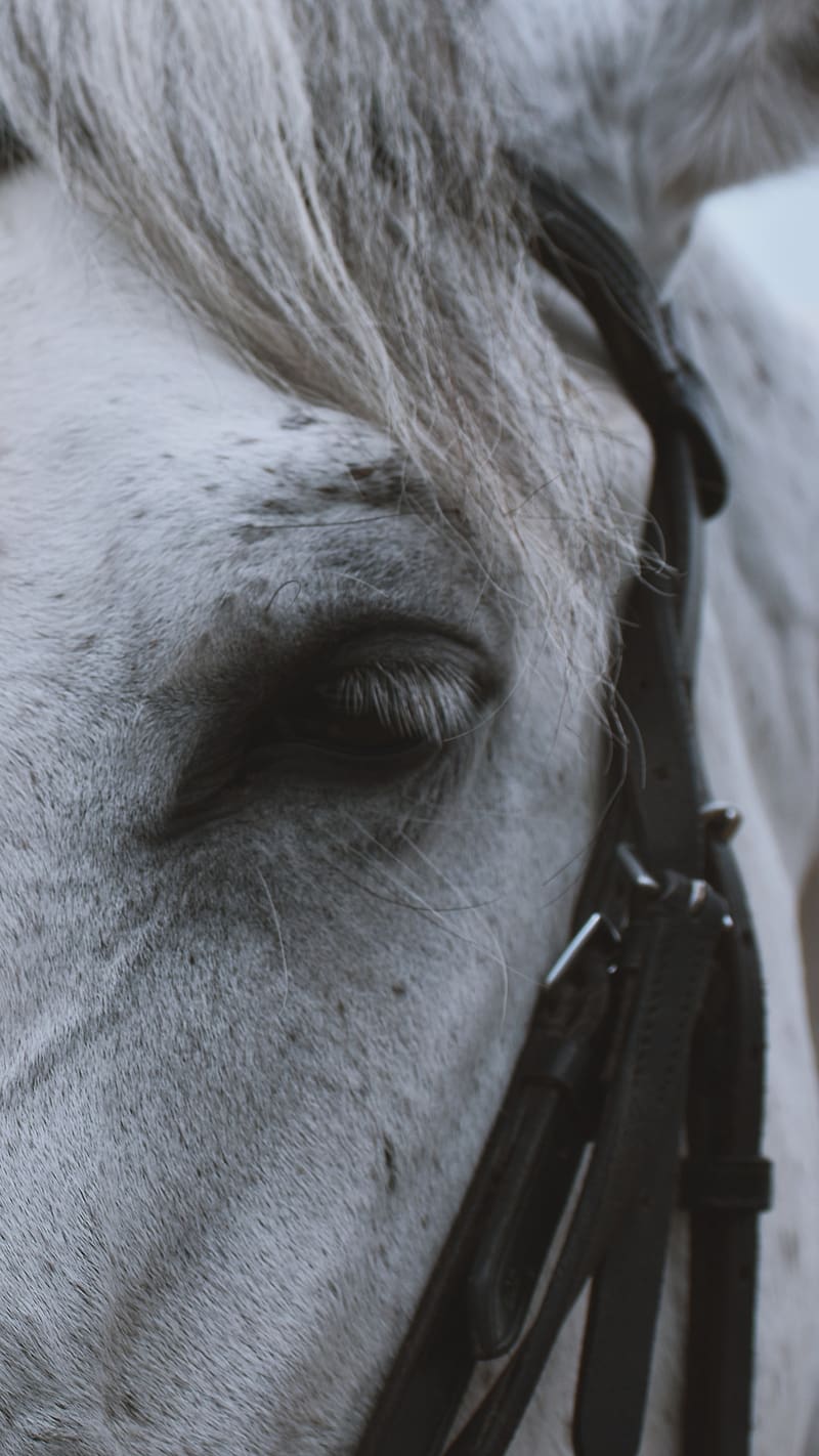 White Horse Eye Close Up, white horse, eye, close up, animal, domestic, HD phone wallpaper
