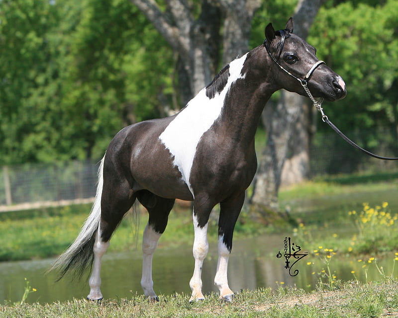 mine horse acting like an Arabian horse, cute, dish head, minie, horse, HD wallpaper