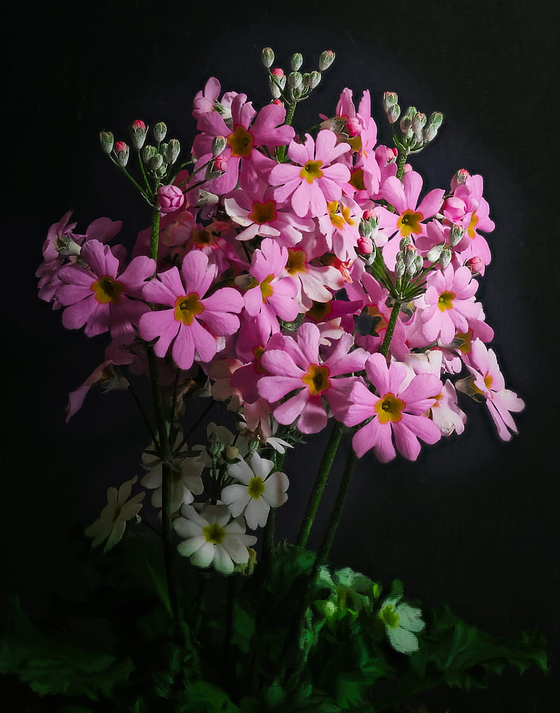 Premium Photo | Blooming primrose flowers with drops of water closeup  background Summer wallpaper Ai generated