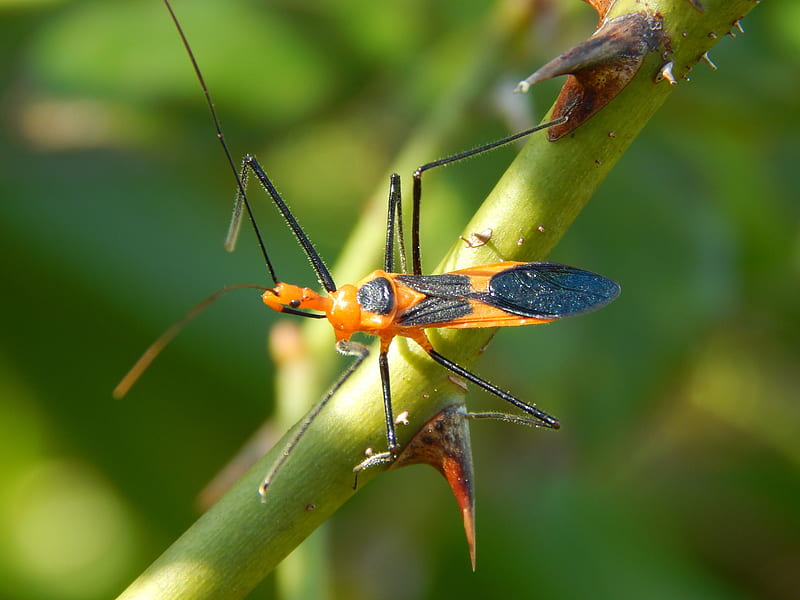 Assassin Bug Macro, bonito, Macro, Bug, Assassin, HD wallpaper | Peakpx