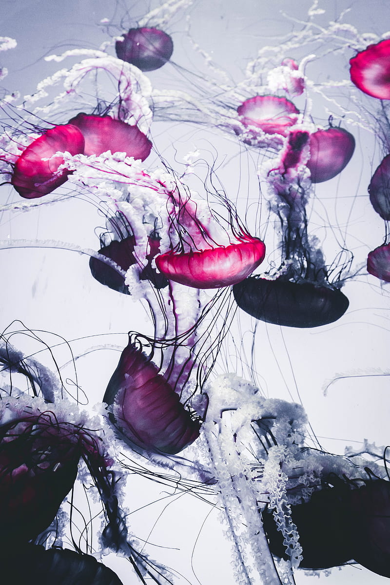 jellyfish, bonito, tentacle, white, HD phone wallpaper