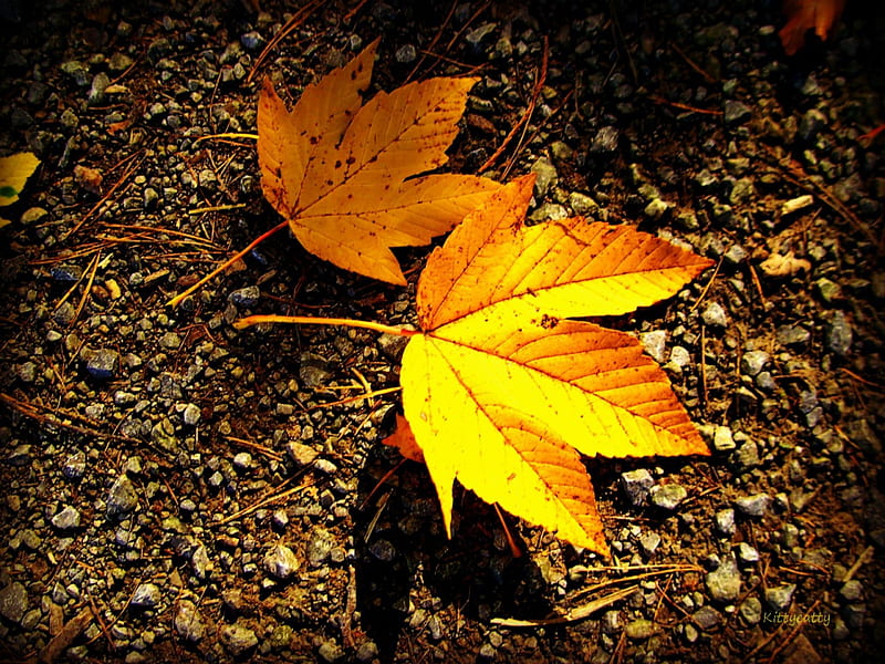 Two Lonely Autumn Leaves , forest, fall, autumn, sun, peace, leaf, leaves, nature, light, wood, HD wallpaper
