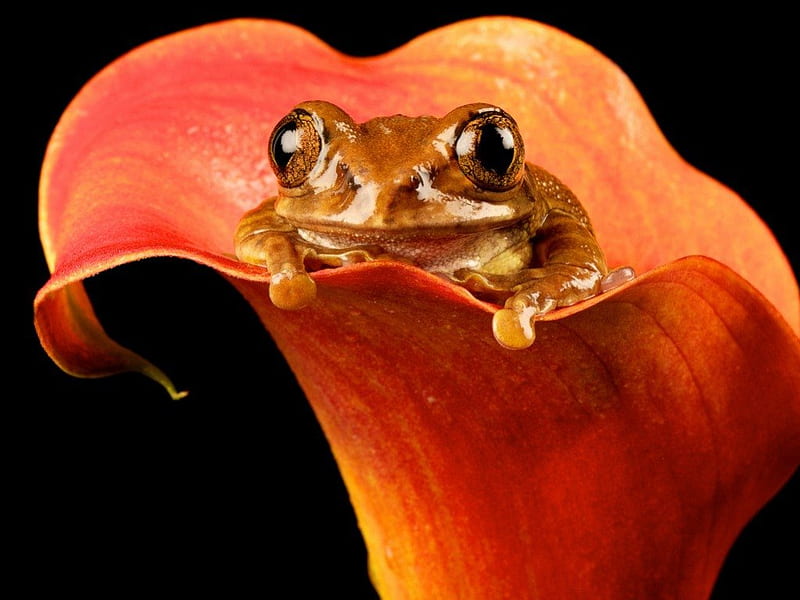 Cute little fellow, cute, frog, close up, petals, animals, HD wallpaper
