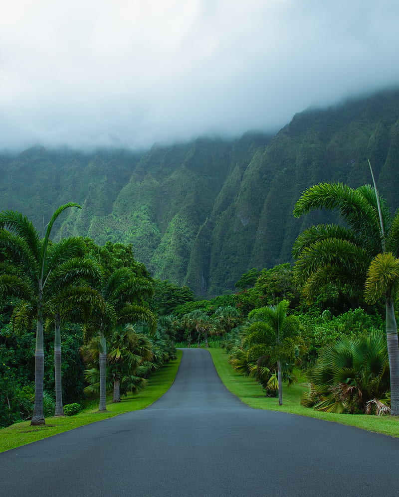 road, asphalt, palm trees, mountains, nature, HD phone wallpaper