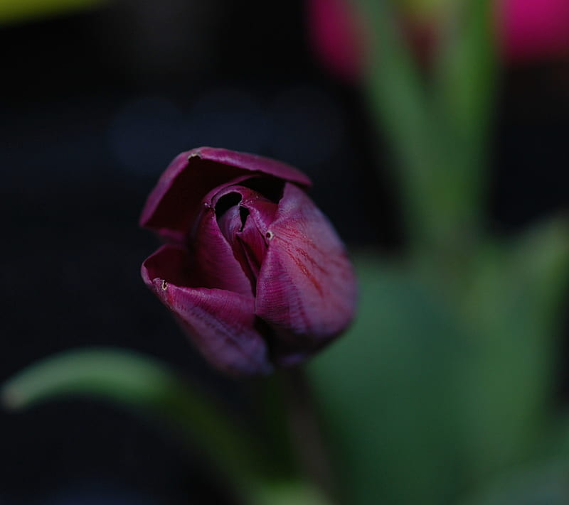 Purple Tulip, flower, HD wallpaper
