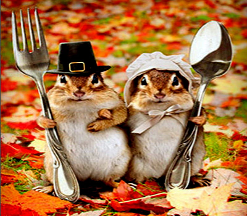 Welcome Friends, Cute, Thanksgiving, Spoon, Chipmunk, Leaves, Fork, Hats, Animals, HD wallpaper