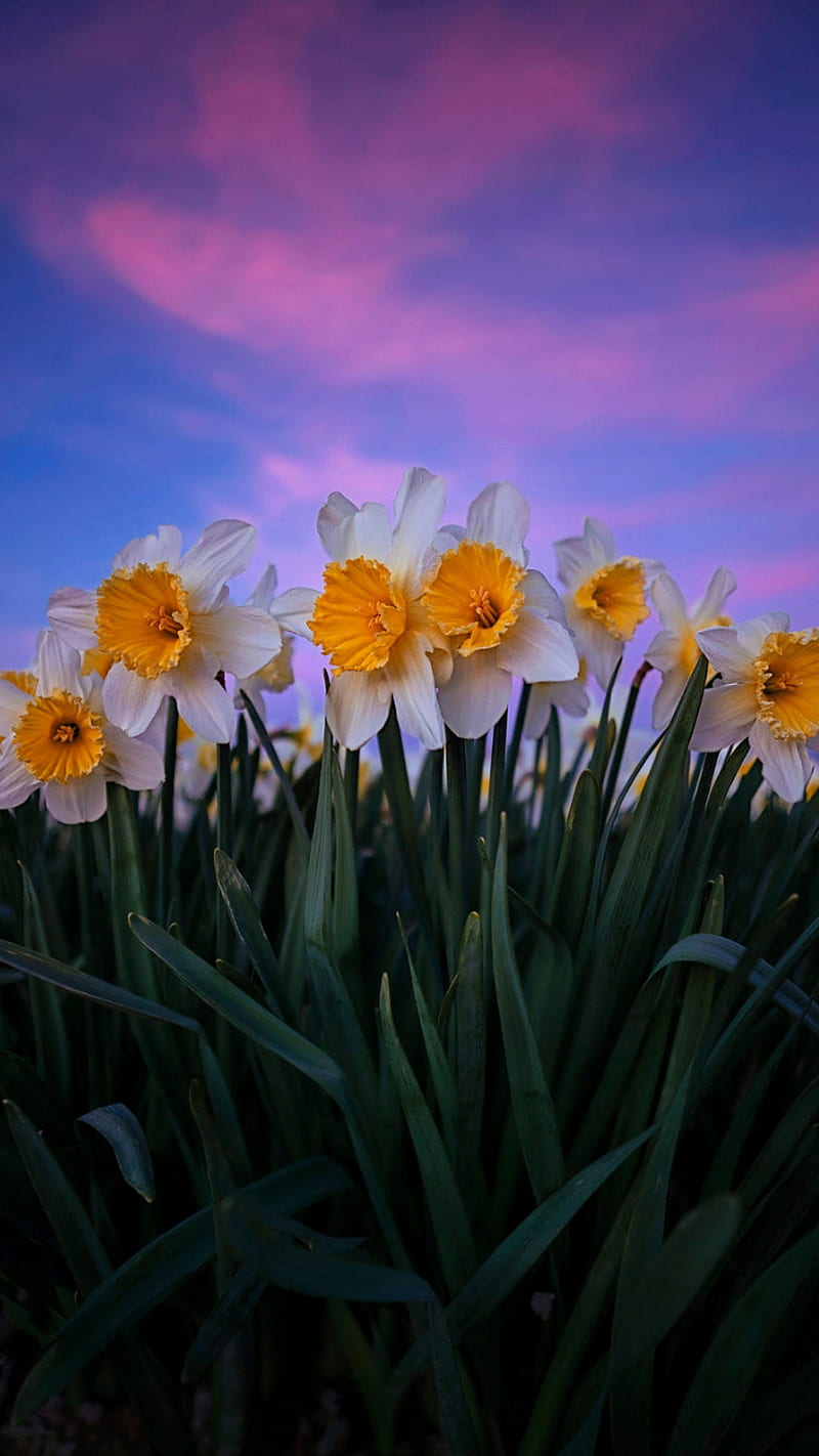 Blooming daffodils, daffodils, flowers, green leaves, nature, sky, white flowers, HD phone wallpaper