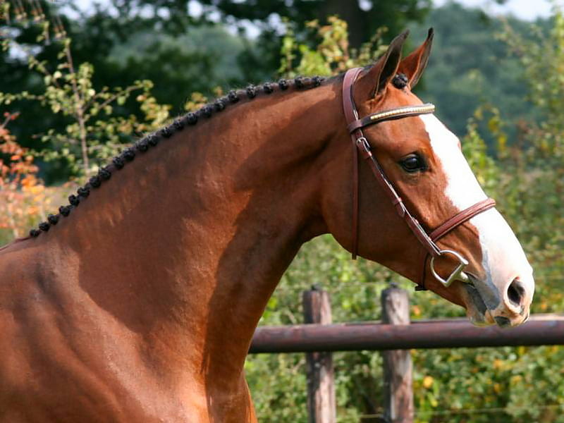 blingblingasite, white markings, horse, brown horse, harness, HD wallpaper