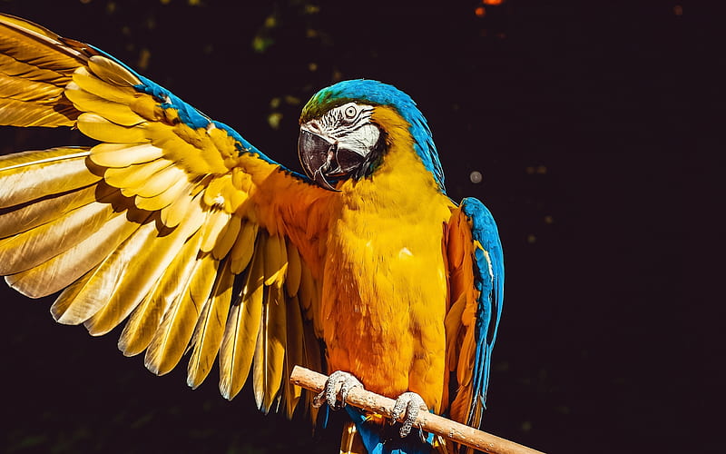 Macaw, close-up, parrots, branch, colorful parrots, Ara, HD wallpaper
