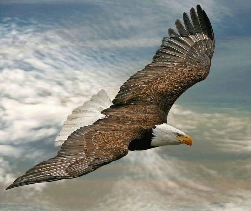 Flying eagle, skies, eagle, wings, flying, HD wallpaper