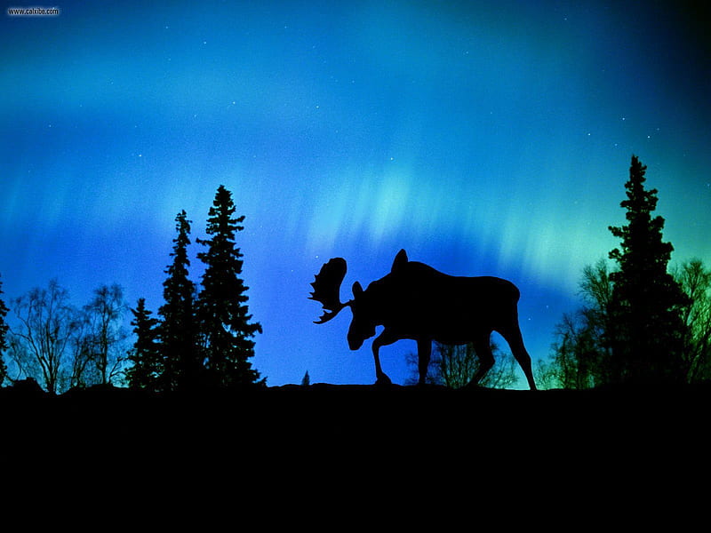 Night phenomenon, northern lights, moose, aurora, silhouette, blue, night, canada, HD wallpaper
