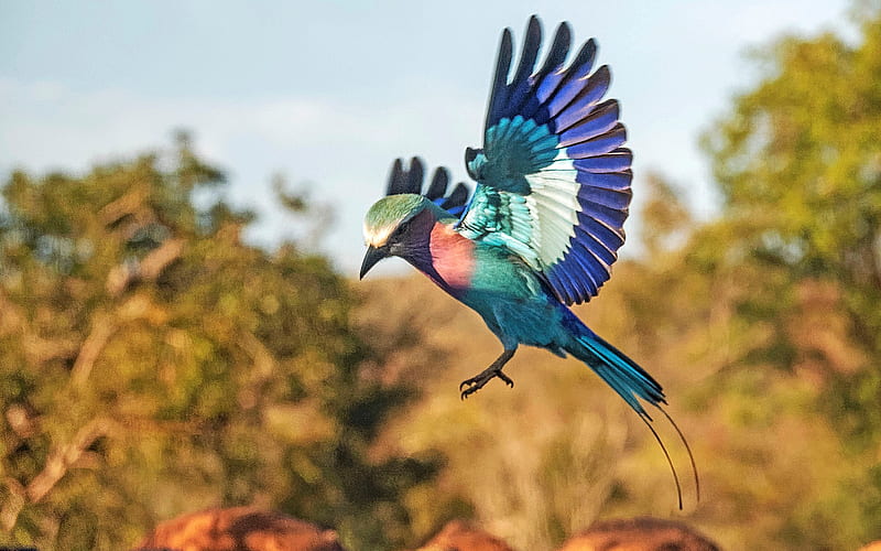 Lilac-Breasted Roller, South Africa, bird, flight, roller, HD wallpaper