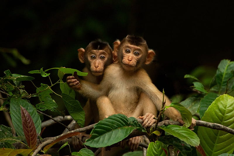Baby Monkeys, BEAUTY, NATURE, ANIMALS, MONKEYS, HD wallpaper