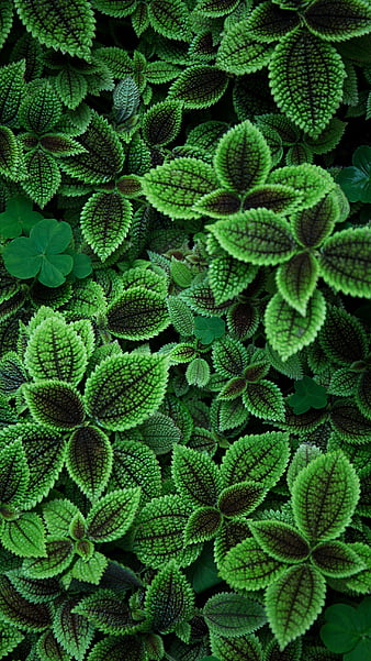 Green plant deals wallpaper