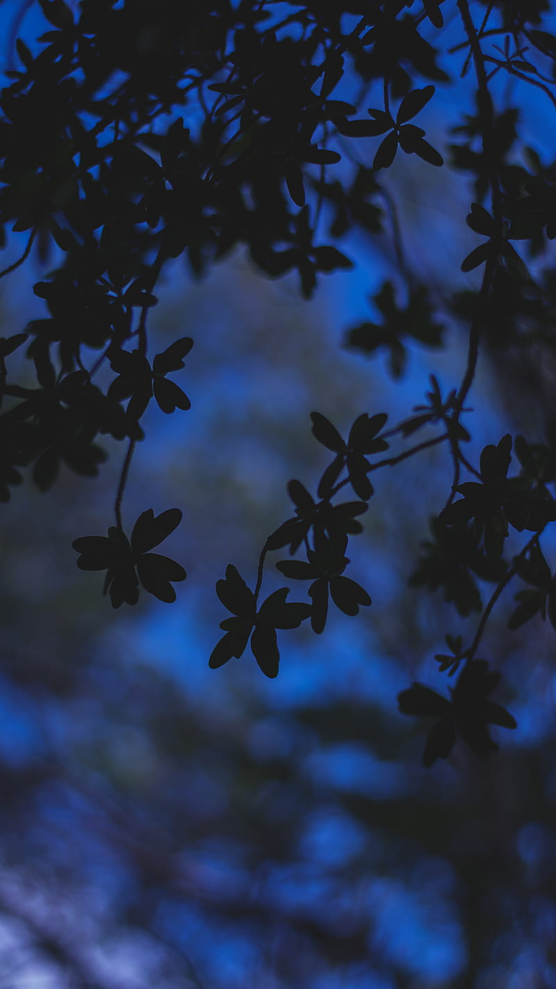 Flowers, blue, flower, nature, sky, dark, HD phone wallpaper | Peakpx