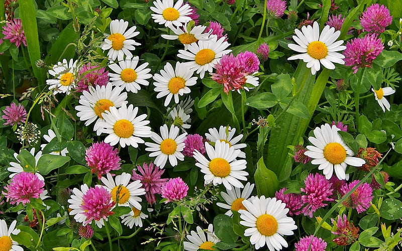 Daisies and Clovers, flowers, clovers, daisies, meadow, wild, HD wallpaper