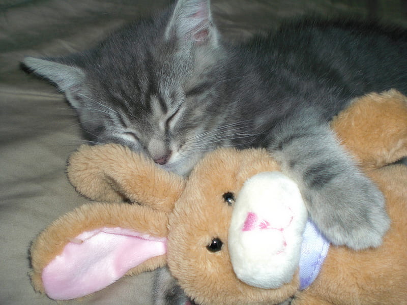 Embry and Snuggle Bunny, kittens, cute, cats, baby animals, HD wallpaper