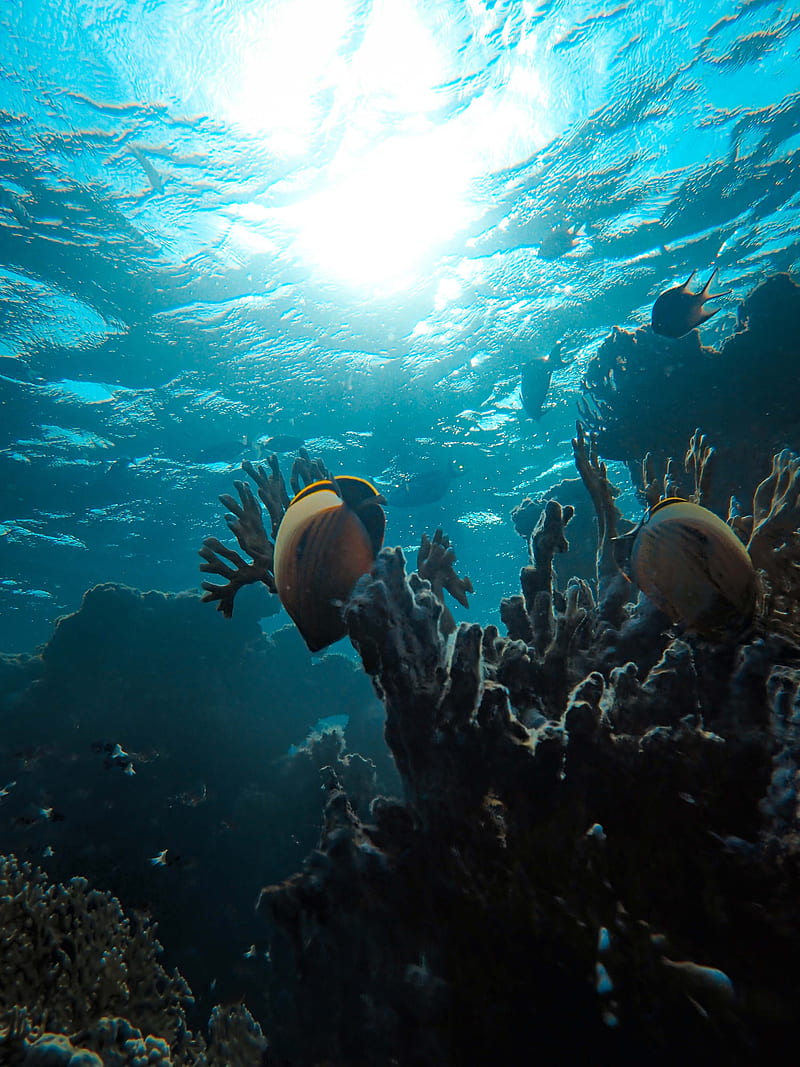 fish, coral reef, ocean, water, depth, HD phone wallpaper