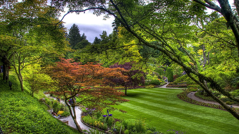 Trees Green Lawn Garden Path From Above Strips Nature, HD wallpaper