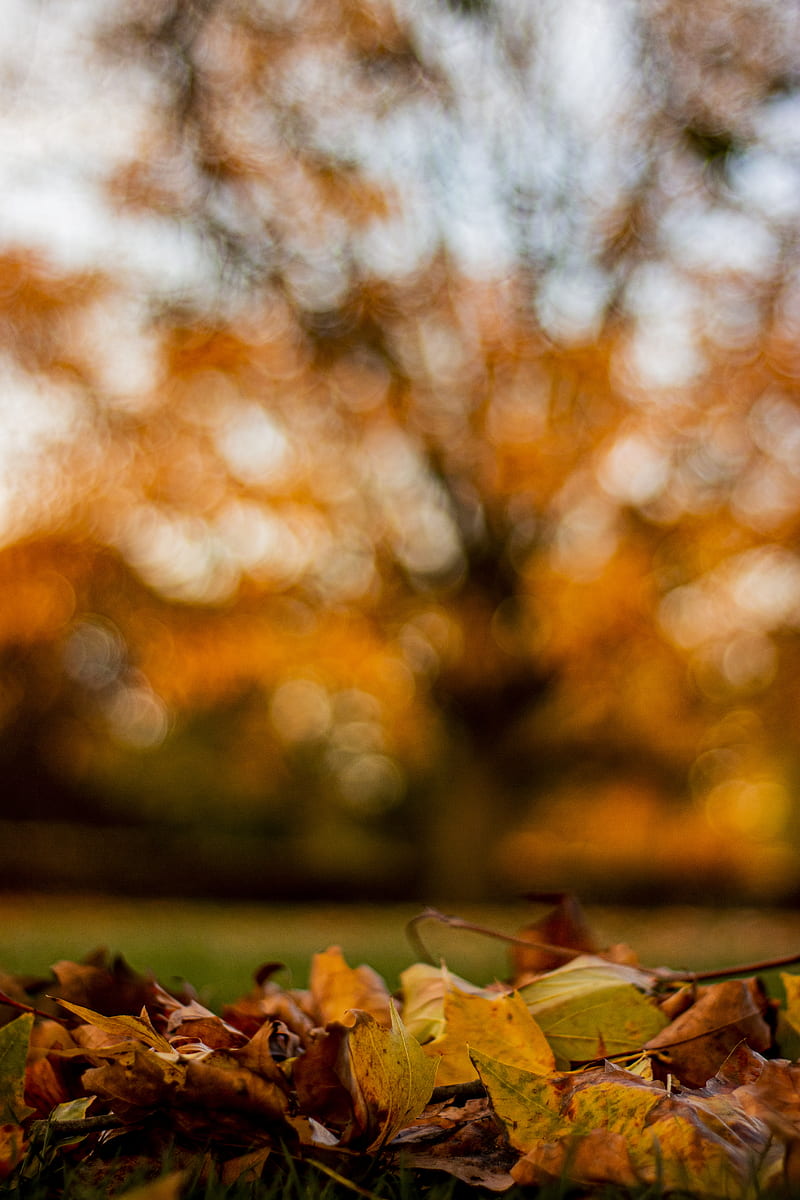 Autumn, autumn, background, blur, full, landscape, leaves, ultra ...