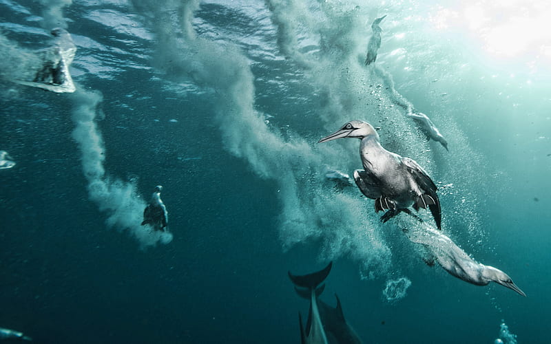 penguins under water, sea, dolphins, underwater world, marine animals, penguins, HD wallpaper