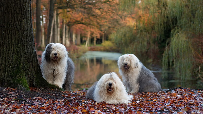 Three Old English Sheepdogs In Forest Background Dog, HD wallpaper