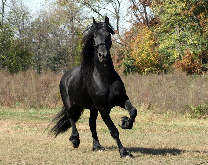 Keegan The Great, stallion, friesland, friesian, keegan, black horse, keegan jewell, animals, horses, HD wallpaper
