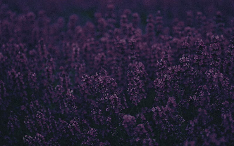 Lavender, lavender, flowers, trees, landscape, HD wallpaper