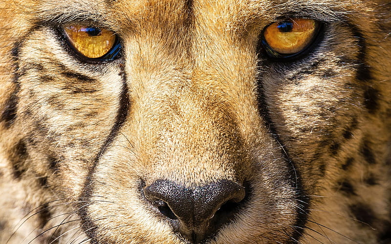 Cheetah, face, eyes, animale, skin, ghepard, HD wallpaper