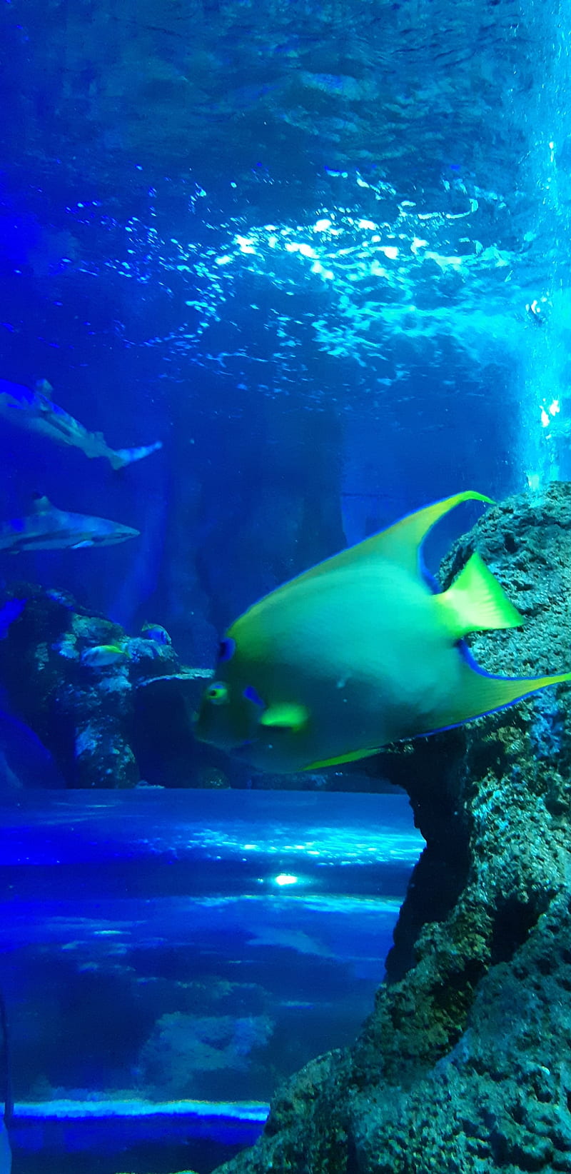 aquarium, fish, ocean, tank, HD phone wallpaper