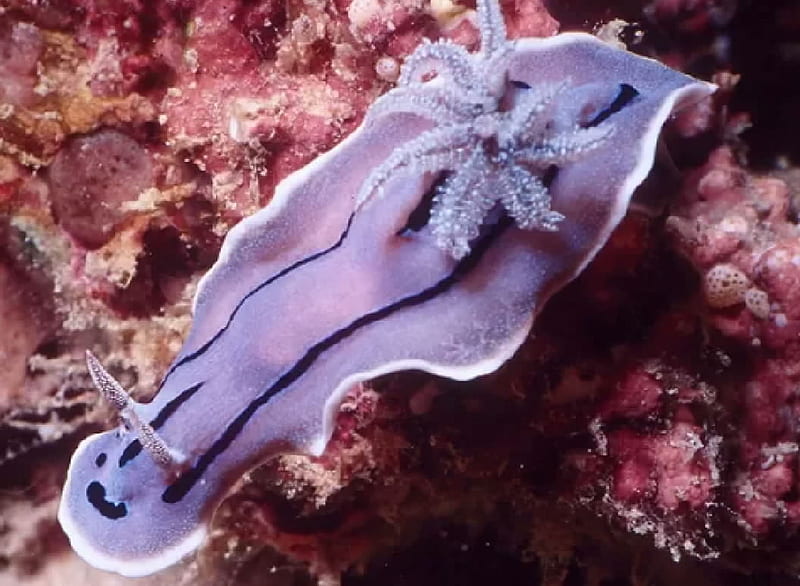 Purple Nudibranch, Marine Animasl, Mollusks, Zoology, Nudibranch, HD wallpaper