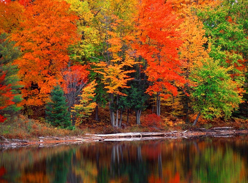 Fall colors, forest, fall, shore, autumn, colors, bonito, trees, lake,  mirrored, HD wallpaper | Peakpx