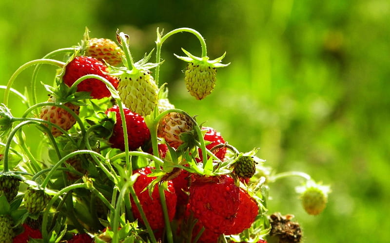 Strawberries forestry, forestry, fruit, Strawberries, bunch, HD wallpaper
