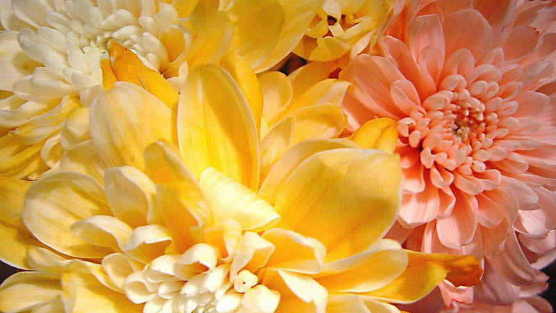 Yellow Orange Flowers Spring Background Spring Background, HD wallpaper