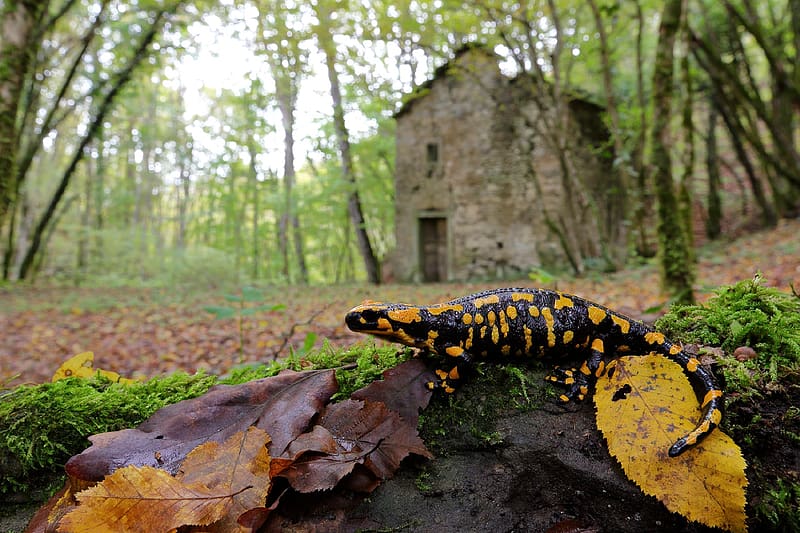 Fire Salamander, salamander, leaves, nature, forest, house, HD wallpaper