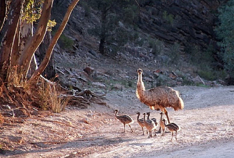 EMU AND CHICKS, AUSTRALIAN, EMU, BIRDS, CHICKS, HD wallpaper