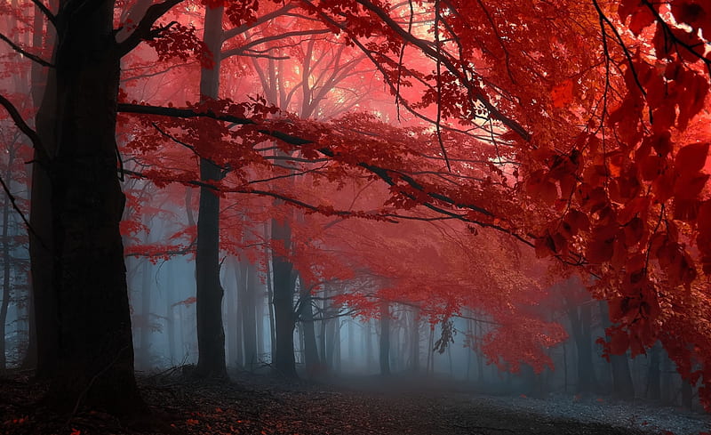 Forest Ultra, Love, Nature, Forest, redtrees, HD wallpaper