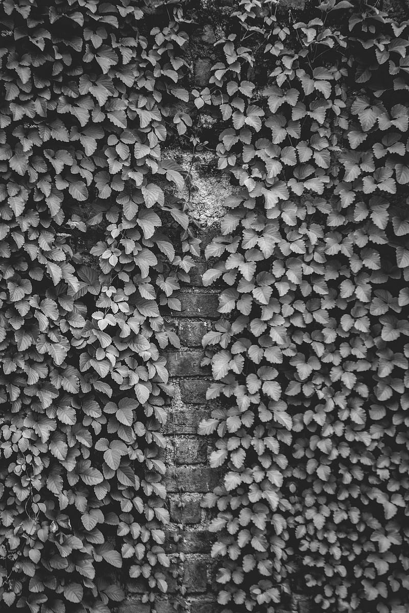 ivy, wall, bw, plant, brick, HD phone wallpaper