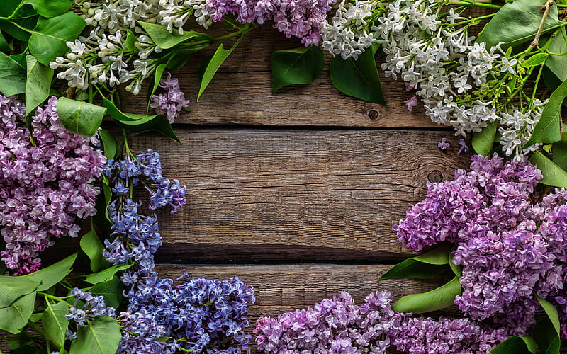 lilac frame wooden background, floral frames, lilac, spring flowers, frames, HD wallpaper