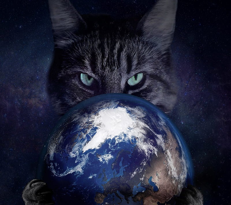 Cat, earth, space, HD wallpaper