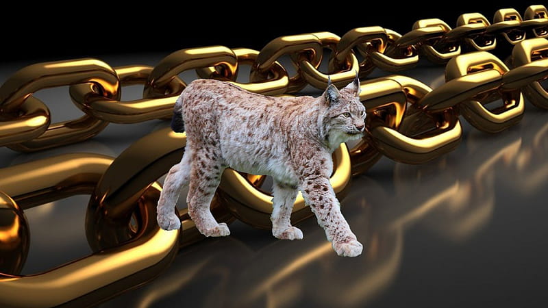Lynx with links., chain, Lynx, feline, Cat, HD wallpaper