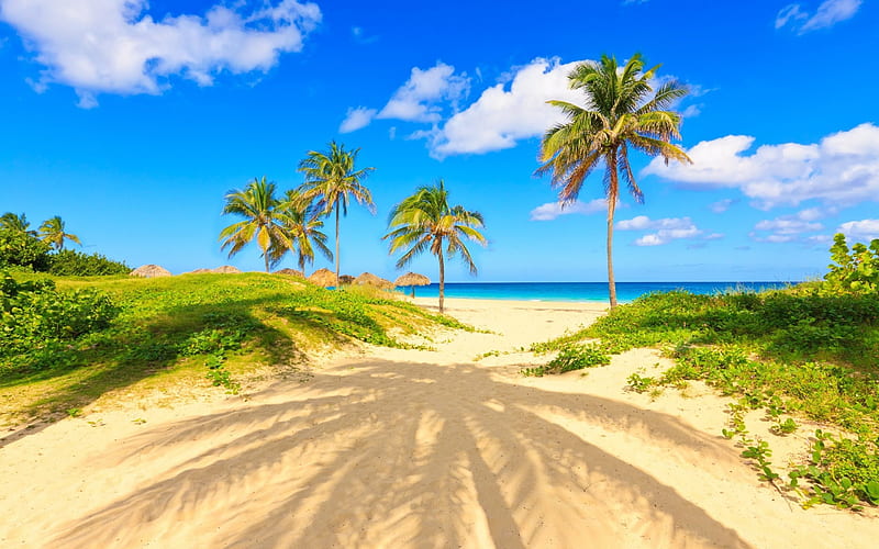 beach, Cuba, palm trees, sand, ocean, vacation in Cuba, HD wallpaper