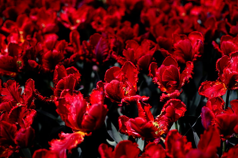 tulips, flowers, red, bright, field, HD wallpaper