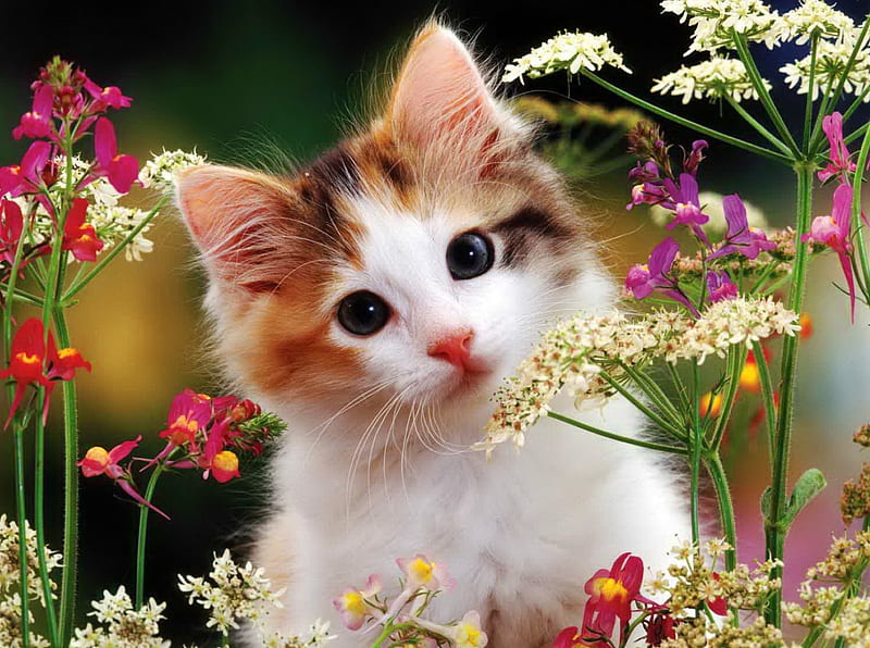 Flowery kitty, pretty, fluffy, bonito, adorable, floral, sweet, flowery, nice, flowers, lovely, kitty, spring, delicate, cat, cute, summer, garden, nature, kitten, HD wallpaper