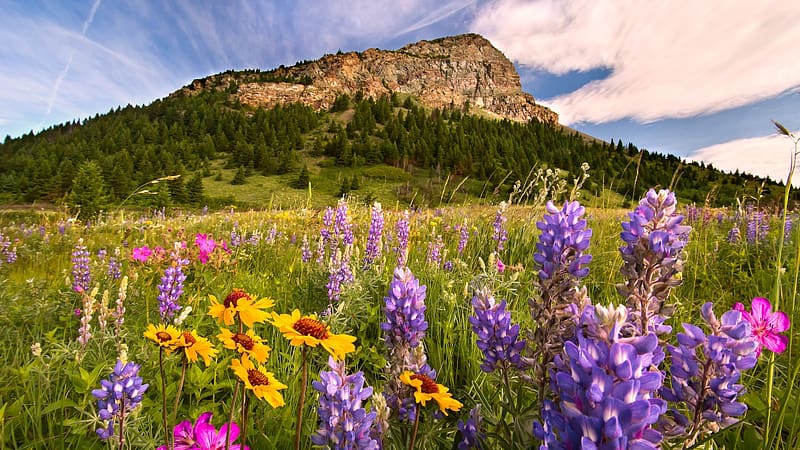 Waterton Lakes NP, Alberta, mountain, blossoms, clouds, colors, meadow, sky, canada, HD wallpaper